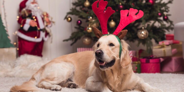Como preparar o pet para receber visitas ou festas em casa sem estresse