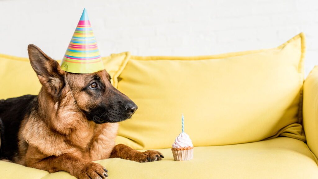 Como preparar o pet para receber visitas ou festas em casa sem estresse