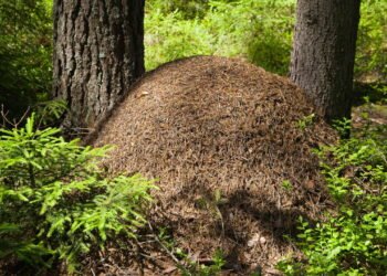 3 fatos surpreendentes sobre o formigueiro sem a rainha