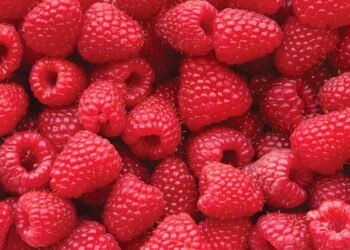 A forma mais segura de lavar framboesas sem perder sabor