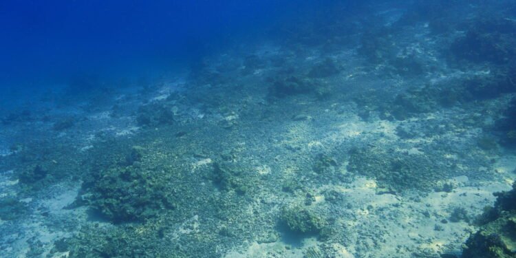 Estas são as criaturas mais estranhas que vivem nas profundezas do oceano