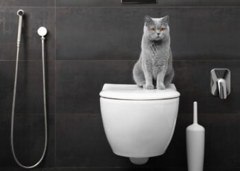 Por que os gatos seguem seus tutores até o banheiro, segundo especialistas