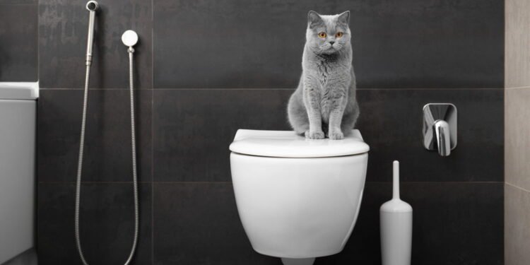 Por que os gatos seguem seus tutores até o banheiro, segundo especialistas