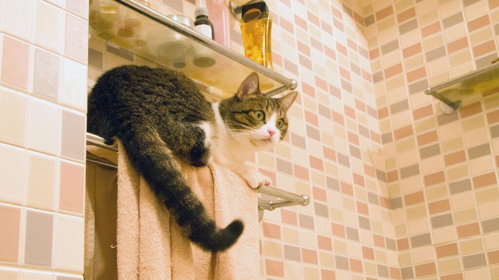 Por que os gatos seguem seus tutores até o banheiro, segundo especialistas