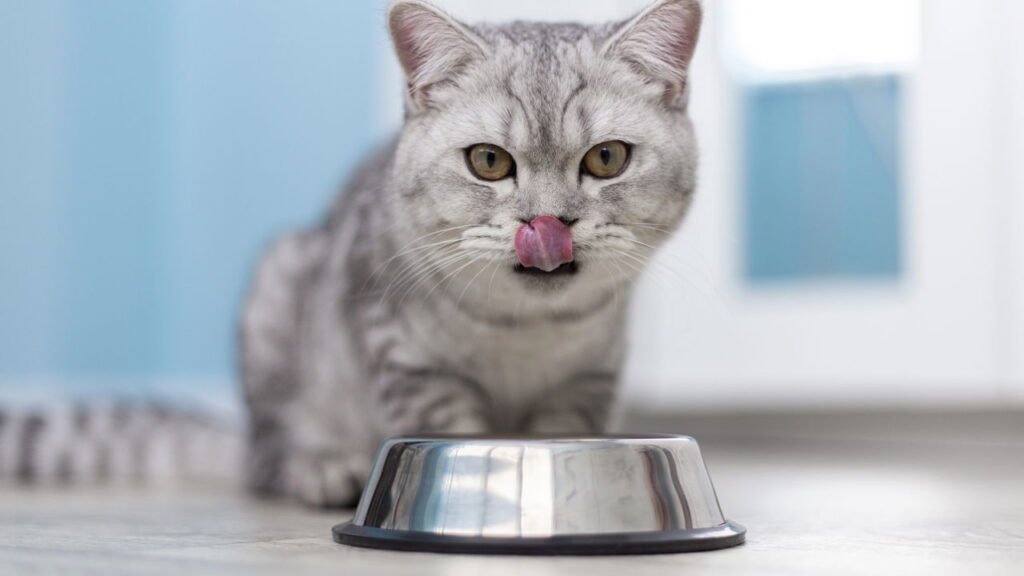 Os 10 alimentos mais perigosos para gatos que você deve evitar em casa