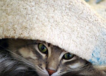 O que significa quando o gatinho passa horas escondido pela casa, segundo especialistas