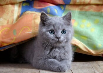 O que significa quando o gato mia o tempo todo