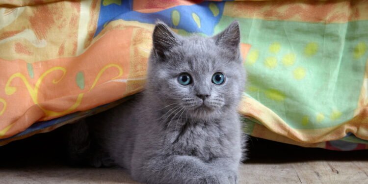 O que significa quando o gato mia o tempo todo