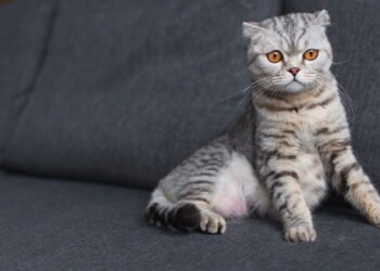 O que realmente significa quando o gato se esconde debaixo da cama