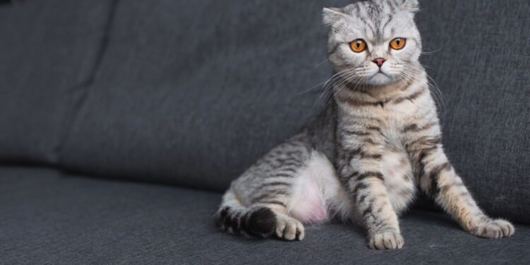 O que realmente significa quando o gato se esconde debaixo da cama