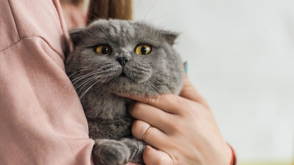 O que realmente significa quando o gato se esconde debaixo da cama