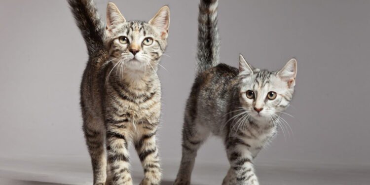 Gato com a cauda levantada - Créditos: depositphotos.com / ysbrand