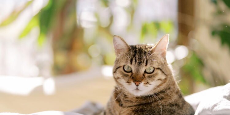 Quais são os 10 melhores nomes para gatos segundo a inteligência artificial?