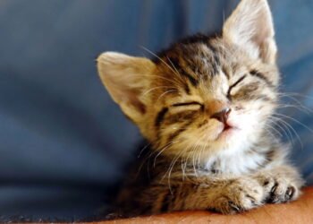 5 lugares onde seu gato adora se esconder e o que isso significa