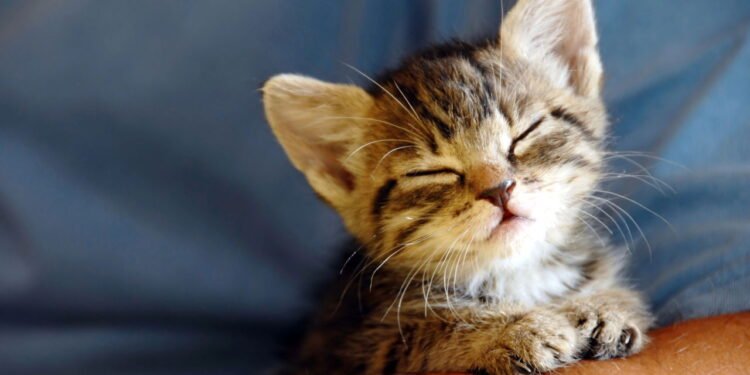 5 lugares onde seu gato adora se esconder e o que isso significa