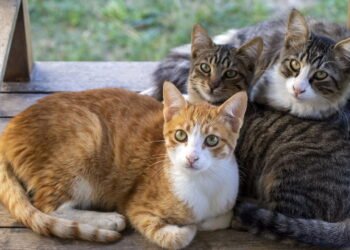 Por que gatos sentam em cima dos tutores, segundo especialistas