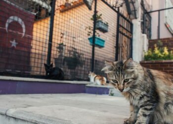 O que realmente significa quando você sente vontade de acariciar um gato