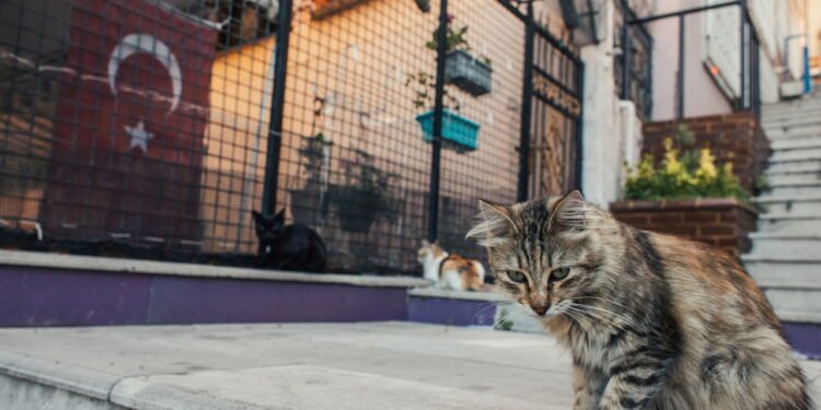 O que realmente significa quando você sente vontade de acariciar um gato