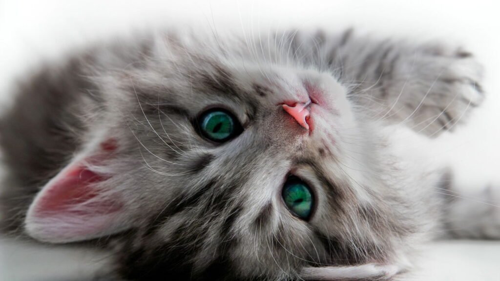 O que realmente significa quando você sente vontade de acariciar um gato