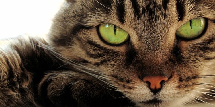 Como identificar sinais de ansiedade ou estresse em gatos