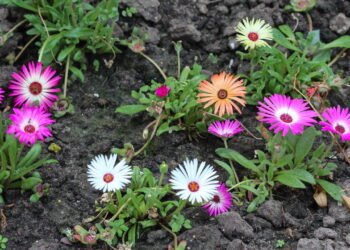 Especialistas alertam o perigo de usar gelo para regar orquídeas e outras plantas