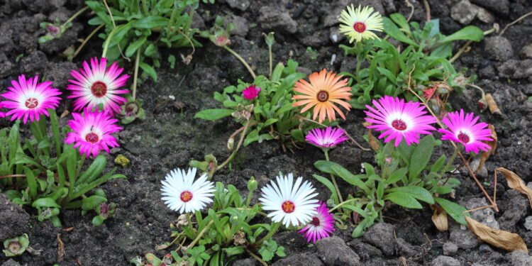 Presentear com plantas é uma tradição carregada de significado e simbolismo - Créditos: depositphotos.com / michael14mei2@live.nl