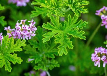 A planta pouco conhecida que repele os maus odores da cozinha