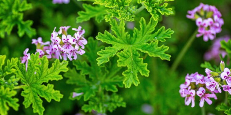 A planta pouco conhecida que repele os maus odores da cozinha
