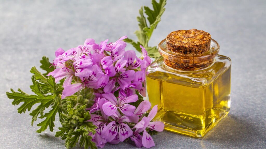 A planta pouco conhecida que repele os maus odores da cozinha