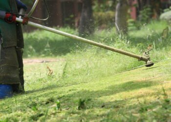 A pior época do ano para semear seu gramado segundo especialistas