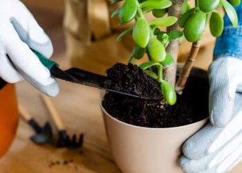 Como montar sua horta medicinal em casa? Plante sua saúde!