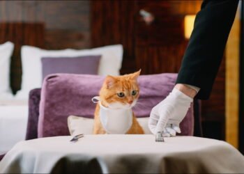 As regras que ninguém te conta sobre hospedagem pet friendly