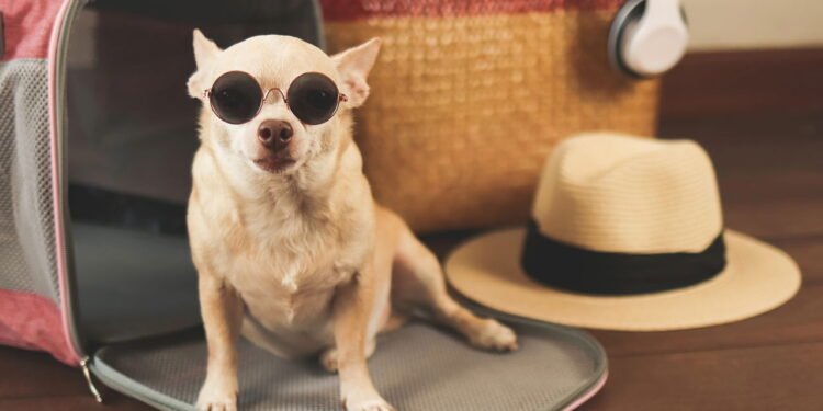 Hotel para pet - Créditos: depositphotos.com / Phuttharak