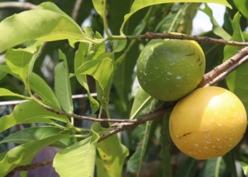 Essa fruta brasileira rara pode transformar sua saúde