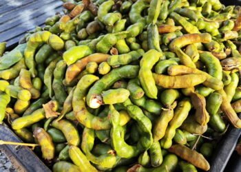 A fruta poderosa que faz bem para o fígado e o intestino segundo a ciência