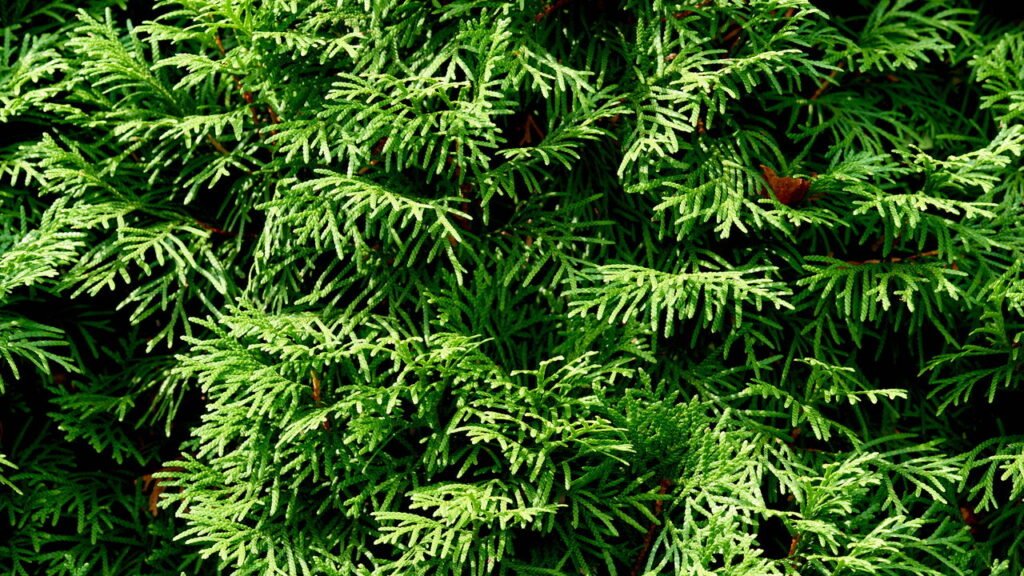 8 plantas que repelem mosquitos e moscas de forma simples e prática