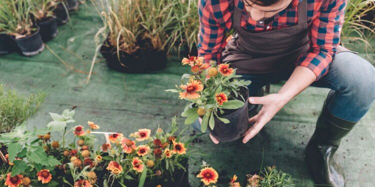 Você pode estar matando suas plantas sem perceber com essas combinações