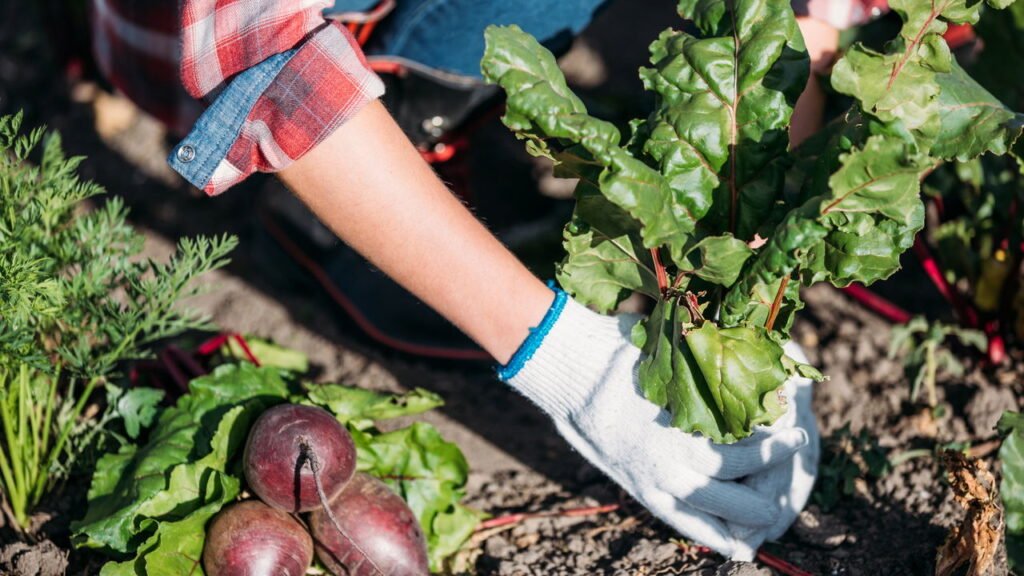 Você pode estar matando suas plantas sem perceber com essas combinações
