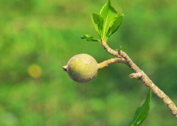 Esse fruto típico do Brasil está surpreendendo a medicina natural