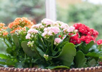 A suculenta mais resistente e colorida para decorar seu lar