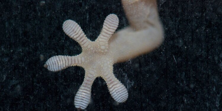 O truque que impede lagartos de invadirem sua casa nos dias quentes