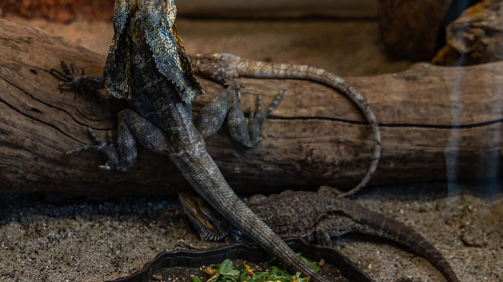 O truque que impede lagartos de invadirem sua casa nos dias quentes