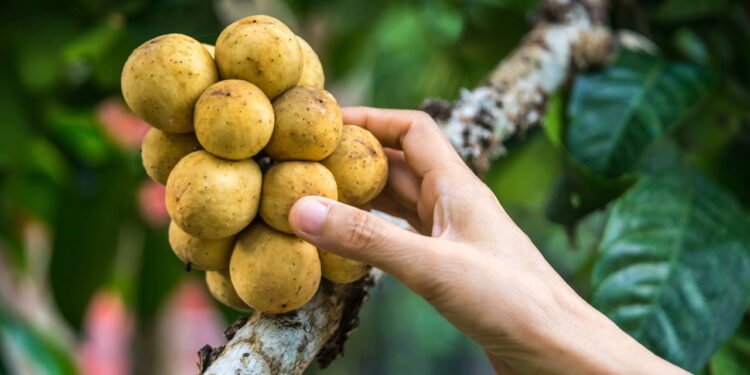 Langsat - Créditos: depositphotos.com / goldquest