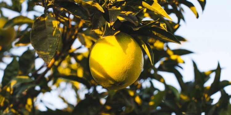 Benefícios para a saúde cardiovascular - Créditos: depositphotos.com / ViktoriiaDyachenko