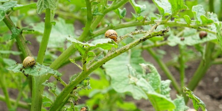 Larvas - Créditos: depositphotos.com / Fokus2017