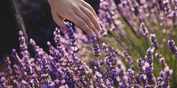 Lavanda no lugar certo é o segredo mais eficiente para afastar energia ruim