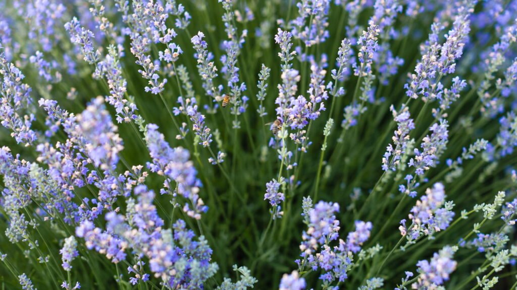 Lavanda no lugar certo é o segredo mais eficiente para afastar energia ruim