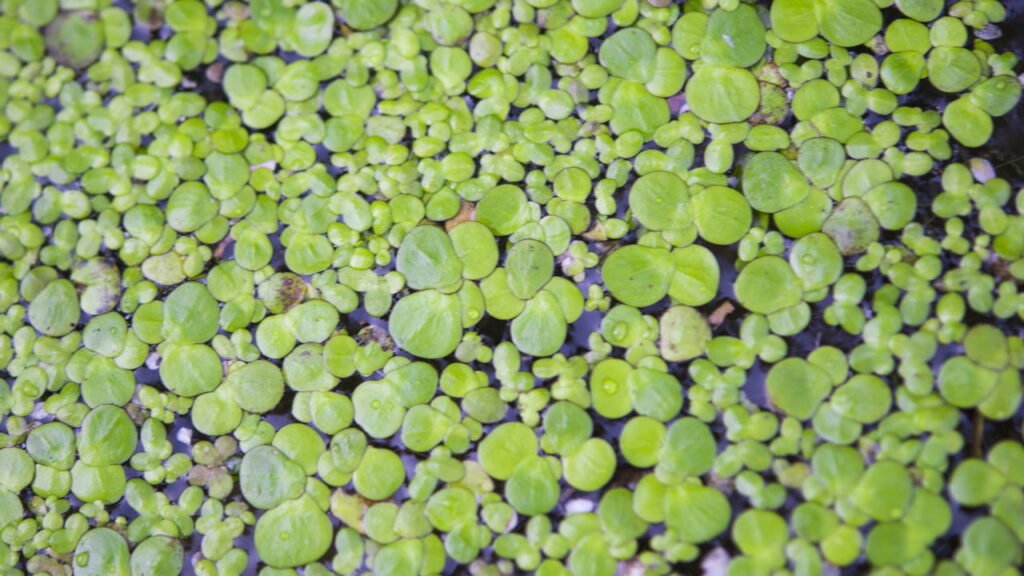 Qual é a menor fruta do mundo e por que ela é rara?