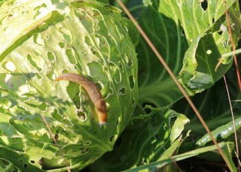 Maneiras naturais de se livrar de lesmas e caracóis no jardim