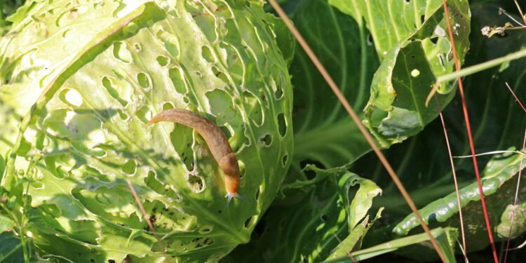 Lesmas - Créditos: depositphotos.com / avoodin